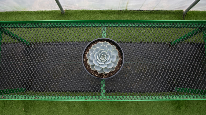 Keyframe 0: 1 echeveria on a bare black mesh bench, seen from above
