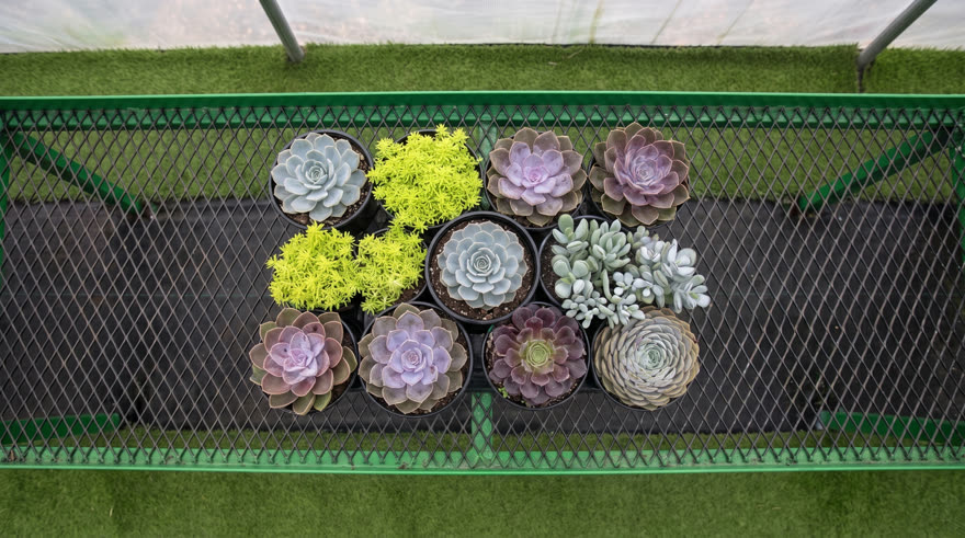 Keyframe 1: a cluster of succulents around the first plant
