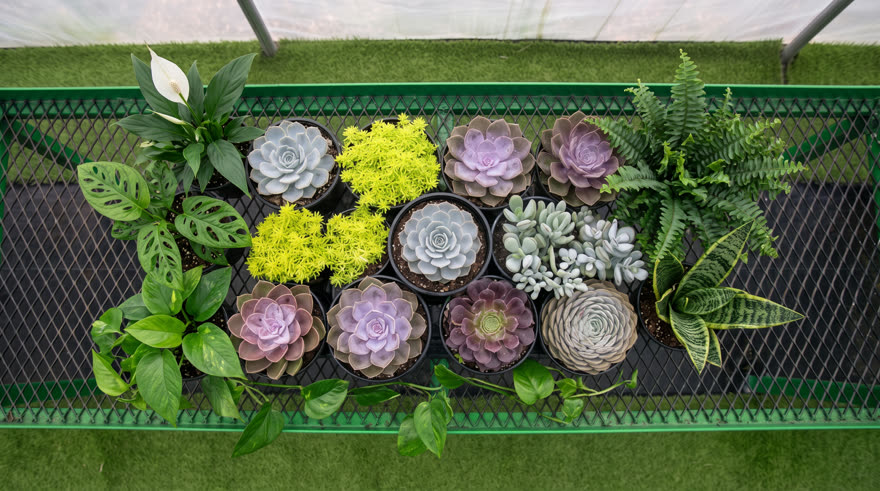 Keyframe 2: indoor foliage plants ring the succulents