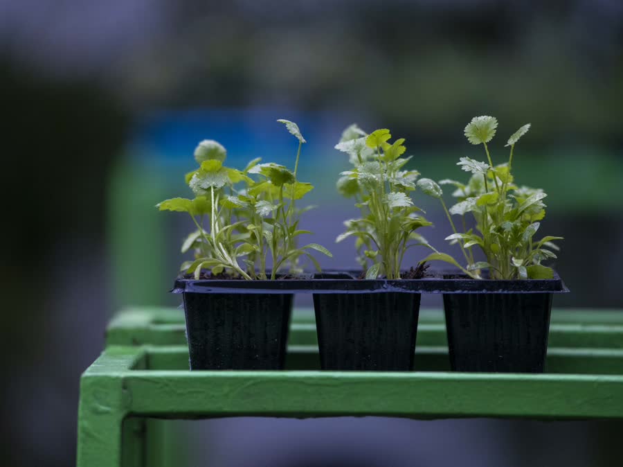 Herb seedling six-packs on a green bench