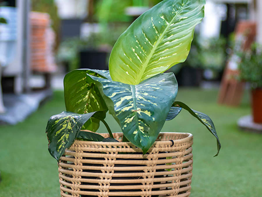 A dieffenbachia in a basket