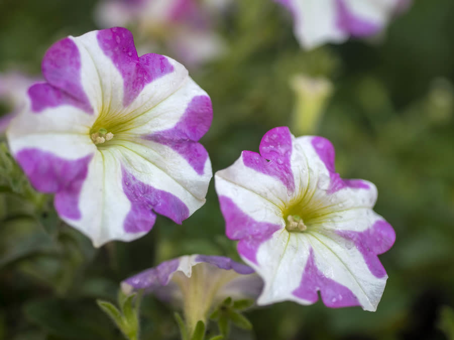 Petunias in flower