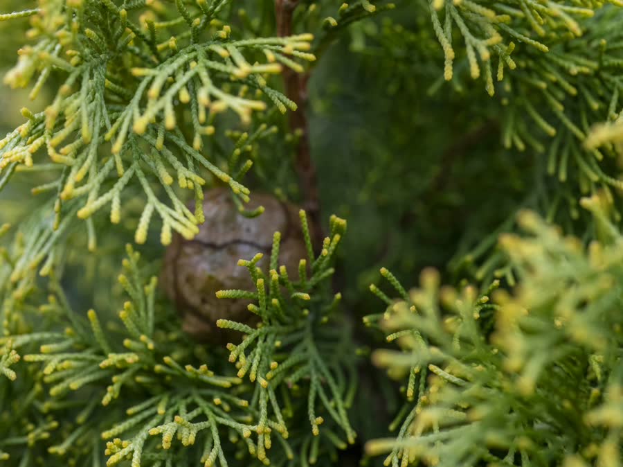 Conifer foliage close up
