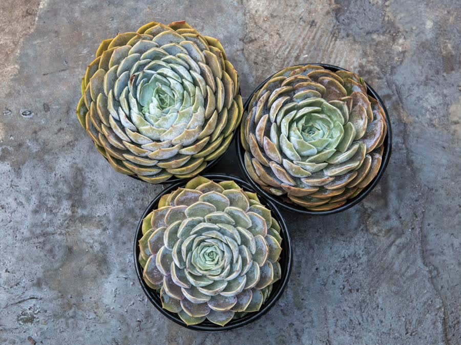 3 echeverias