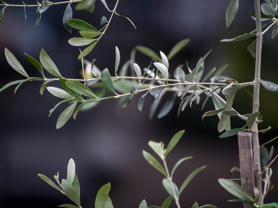 A young olive tree
