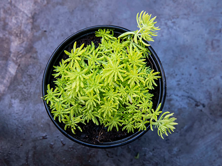 Sedum succulents